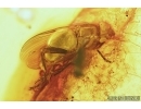 Spider, Termite and Fly. Fossil inclusions in Baltic amber #6633