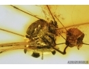 Harvestman, Opiliones. Fossil inclusion in Baltic amber #6634