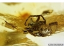 Flower, Spider and Leaf. Fossil inclusions in Baltic amber #6635