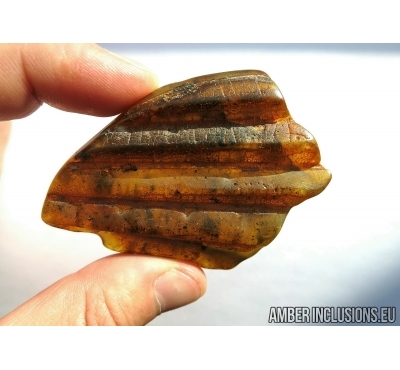 VERY BIG 72mm! LEAF PRINT. Fossil inclusion in Baltic amber #6643