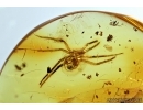 Elateridae, Click beetle and Spider, Araneae. Fossil inclusions in Baltic amber #6647