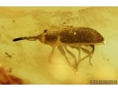 Curculionidae, Weevil Beetle. Fossil insect in Baltic amber #6650
