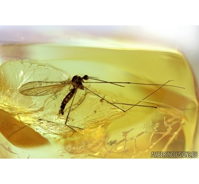 Limoniinae, Elephantomyia pulchella, Crane fly. Fossil insect in Baltic amber #6654