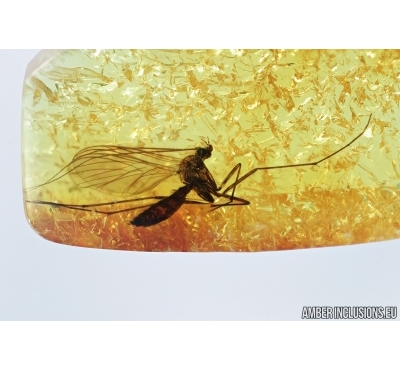 Macrocerinae, Predatory Fungus Gnat. fossil insect in Baltic amber #6655