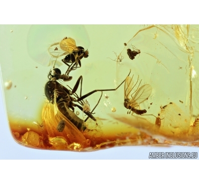 Rhagionidae Snipe fly, Phoridae Scuttle Fly and Sciaridae Dark-Winged fungus gnat. Fossil insects in Baltic amber #6658