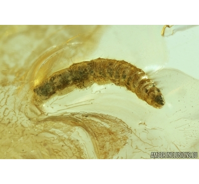 Diptera Larva. Fossil insect in Baltic amber #6670