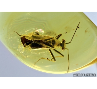Very Nice True Bug, Miridae. Fossil insect in Baltic amber #6671