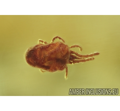 Nice Mite, Trombidioidea. Fossil insect in Baltic Amber #6673