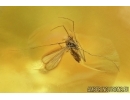 Hymenoptera Ant, Oribatidae Mite and Chironomidae True midge.  in Baltic amber #6674