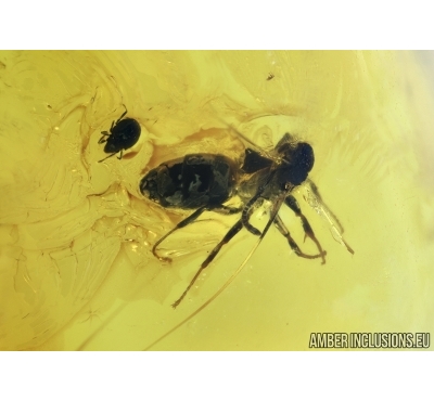 Hymenoptera Ant, Oribatidae Mite and Chironomidae True midge.  in Baltic amber #6674