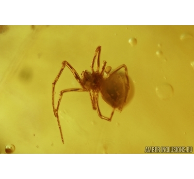 Araneae, Spider. Fossil inclusion in Baltic amber stone with natural hole #6675