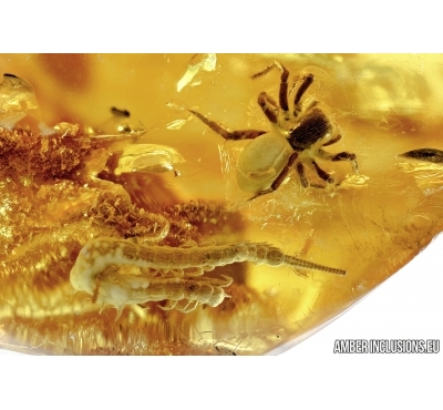 Araneae, Two Spiders and Centipede. Fossil inclusions in Baltic amber #6677
