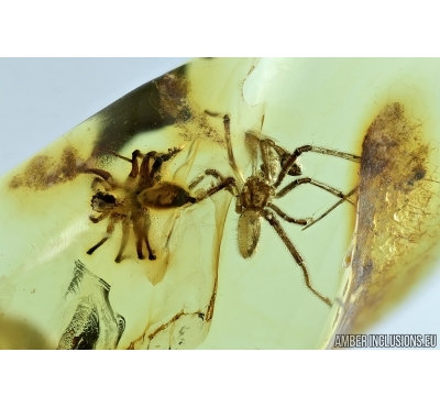 Two Spiders, Araneae. Fossil inclusions in Baltic amber #6678