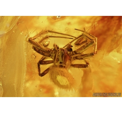 Two Spiders, Araneae. Fossil inclusions in Baltic amber #6679