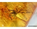 Two Spiders, Araneae. Fossil inclusions in Baltic amber #6679