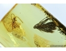 SEED VESSEL and ANT. FOSSIL INCLUSIONS IN BALTIC AMBER #6681