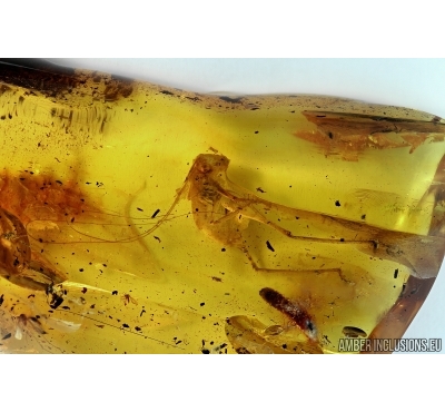 VERY BIG 42mm! CRICKET, ORTHOPTERA. Fossil insect in Baltic amber. #6682