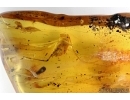 VERY BIG 42mm! CRICKET, ORTHOPTERA. Fossil insect in Baltic amber. #6682