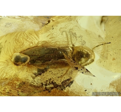 Big 12mm Click beetle, Elateridae. Fossil inclusion in Ukrainian amber #6685