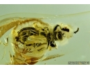 Leaf-mining beetle, Hispinae, Chrysomelidae, Fossil inclusion in Ukrainian amber #6687