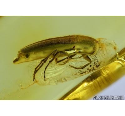 Melandryidae, probably Serropalpus, False darkling beetle. Fossil insect in Baltic amber #6688