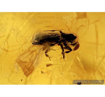 Curculionidae, Scolytinae, Hylesinini, Bark Beetle with Mite on head. Fossil insect in Baltic amber #6691