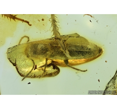 Cerambycidae, Longhorn Beetle.  Fossil insect in Baltic amber #6692