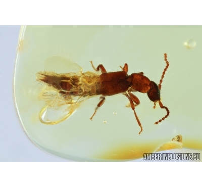 Staphylinidae, Rove beetle. Fossil insect in Baltic amber #6693