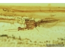 Cybocephalidae Beetle, Trichoptera Caddisfly  and Psychodidae Moth fly.  Fossil insects in Baltic amber #6694