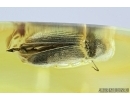 Elateridae, Click beetle. Fossil inclusion in Baltic amber #6697