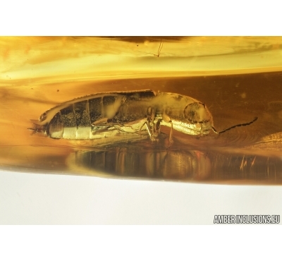 Elateridae, Click beetle. Fossil inclusion in Baltic amber #6698