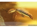 Elateridae, Click beetle. Fossil inclusion in Baltic amber #6698