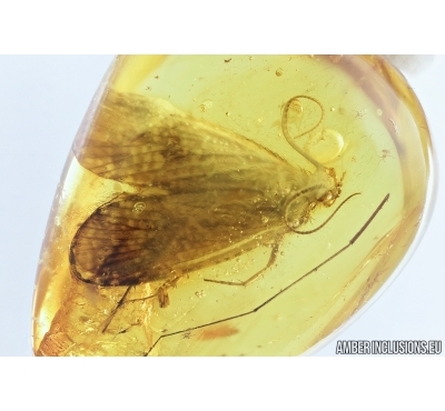 Big 14mm Caddisfly, Trichoptera. Fossil insect in Baltic amber #6700