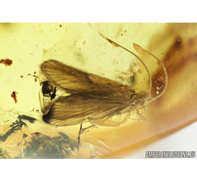 Caddisfly Trichoptera and Hairy fungus beetle Mycetophagidae Crowsonium. Fossil insects in Baltic amber #6701