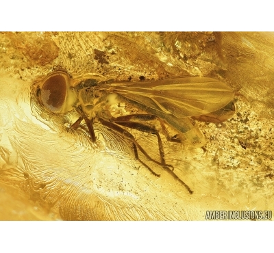 Syrphidae, Hover Fly. Fossil insect in Baltic amber #6703