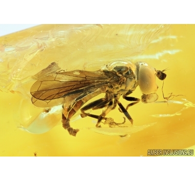 Syrphidae, Hover Fly. Fossil insect in Baltic amber #6704