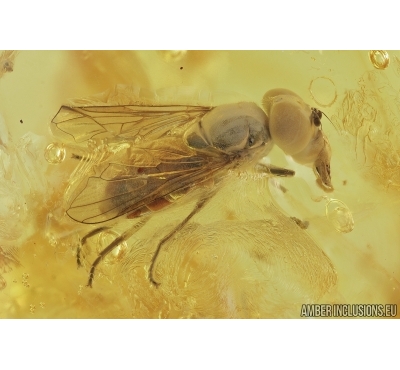 Very Nice Hover Fly, Syrphidae. Fossil insect in Baltic amber #6705