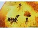 Many Scuttle Flies, Phoridae! Fossil insects in Baltic amber #6706