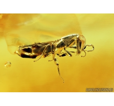 Hymenoptera, Bethylidae Wasp. Fossil inclusion in Baltic amber #6708
