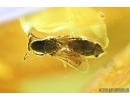 Hymenoptera, Bethylidae Wasp. Fossil inclusion in Baltic amber #6708