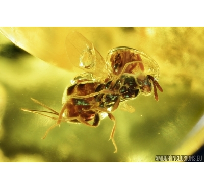 Very nice Wasp Hymenoptera, Chalcidoidea, Torymidae. Fossil insect in Baltic amber #6709