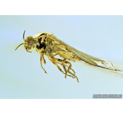 Simuliidae, Black fly. Fossil insect in Baltic amber #6710