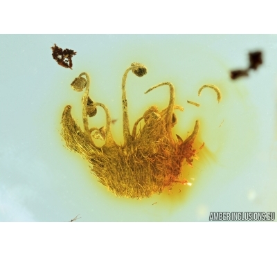 Flower and Fly. Fossil inclusions in Baltic amber #6711