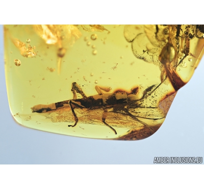 Big 21mm Walking stick, Phasmatodea. Fossil insect in Baltic amber #6714