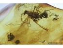 Mecoptera, Panorpidae, Scorpionfly. Fossil inclusion in Baltic amber #6715