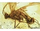Mecoptera, Panorpidae, Scorpionfly. Fossil inclusion in Baltic amber #6715