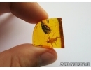 BIG CRICKET, ORTHOPTERA. Fossil insect in Baltic amber. #6716