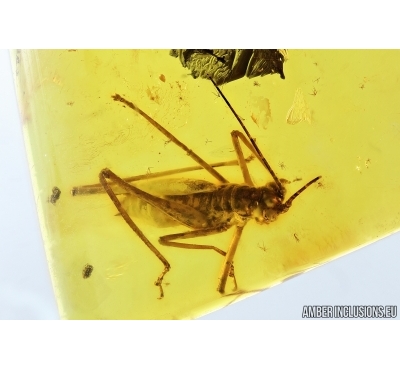 BIG CRICKET, ORTHOPTERA. Fossil insect in Baltic amber. #6716