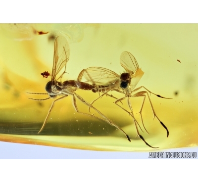 Fungus gnats Mycetophilidae. Mating (Copula). Fossil insects in Baltic amber #6730