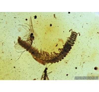 Myriapoda, Diplopoda, big Ant and More. Fossil insects in Baltic amber #6731